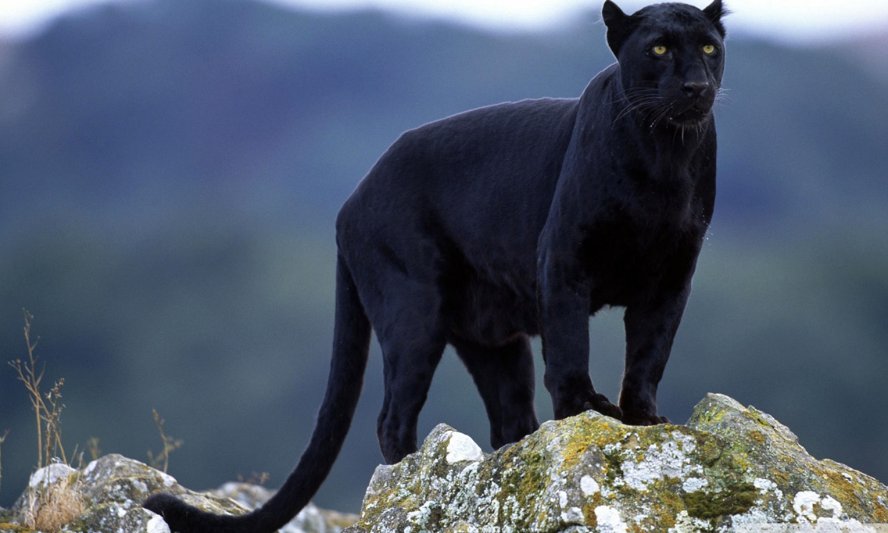 View Panther - Panthera onca picture gallery | DAILY NEWS