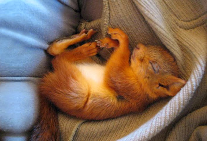 injured baby squirrel finland