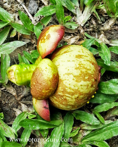 Garcinia mangostana, Mangosteen fallen fruit