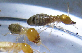 Soldier and worker of Odontotermes sp