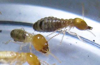 Soldiers and worker of a small Odontotermes termite species