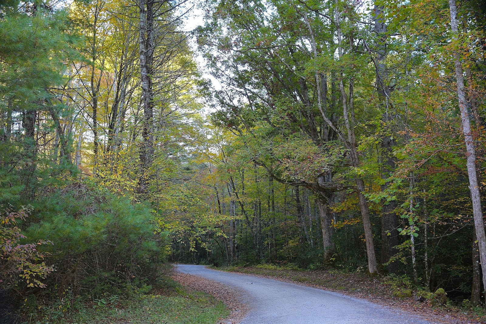 Sweet Southern Days Parson Branch Road In The Great Smoky Mountains