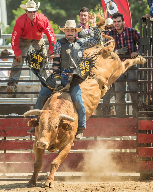 ram rodeo tour results