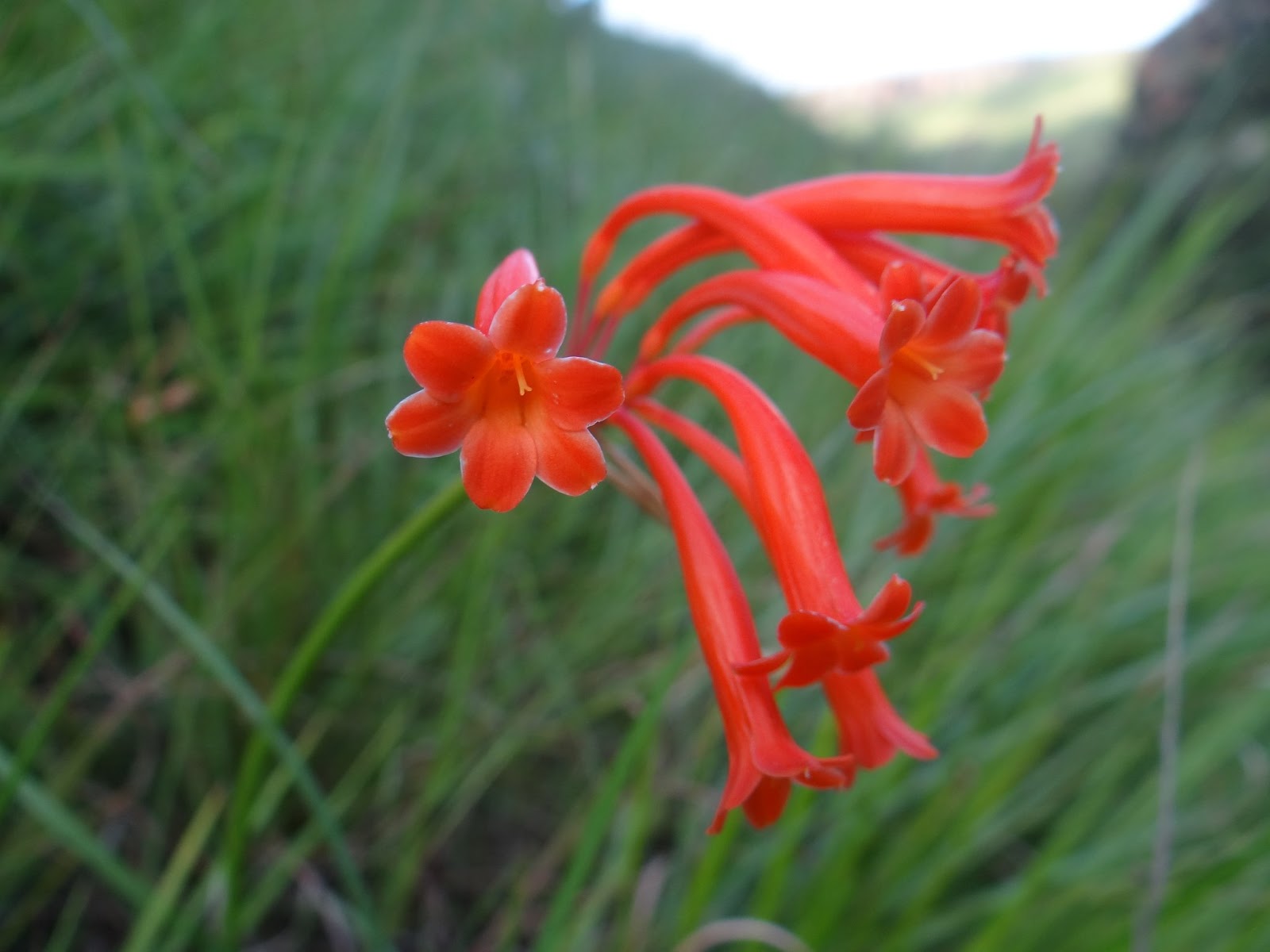 Caerulean Skies Summer Flowering South African Bulbs