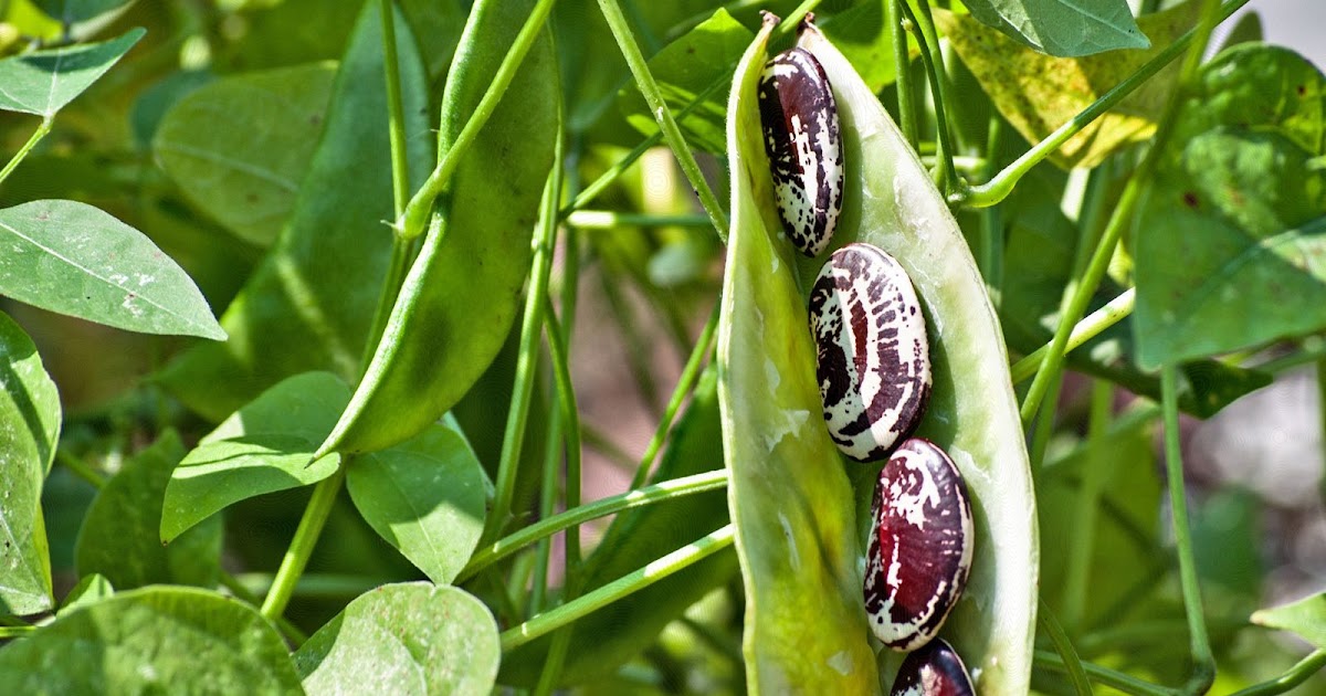 M TECH GARDENS HOW TO GROW LIMA BEANS FROM SEEDS