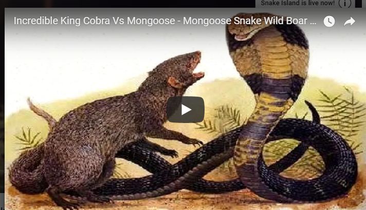Incredible King Cobra Vs Mongoose - Mujibnagar Khabor