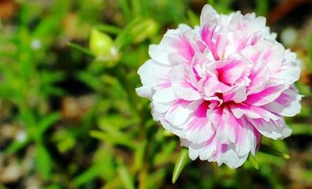 Hasil FOto Aplikasi DSLR Android ini