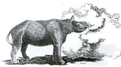 rinocerontes prehistoricos Aphelops