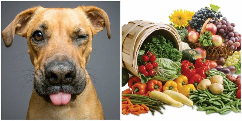 10 ανθρώπινες τροφές που κάνει να δίνετε και με το παραπάνω στον σκύλο σας!  (Φώτο)