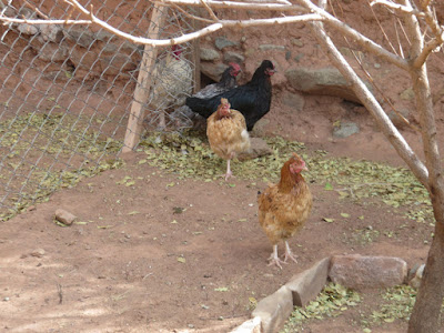 Die Hühner haben jetzt Freilauf. Spazieren also im Gemüsegarten herum.