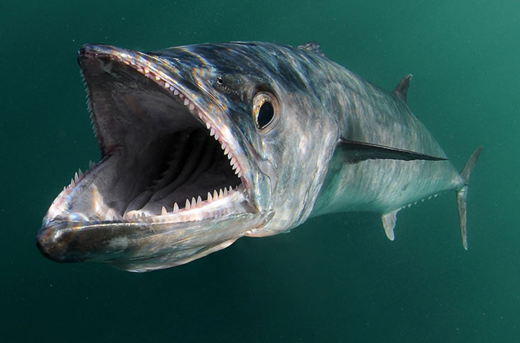 Ikan Tenggiri (Scomberomorus commersoni) - Biota Dunia Perairan