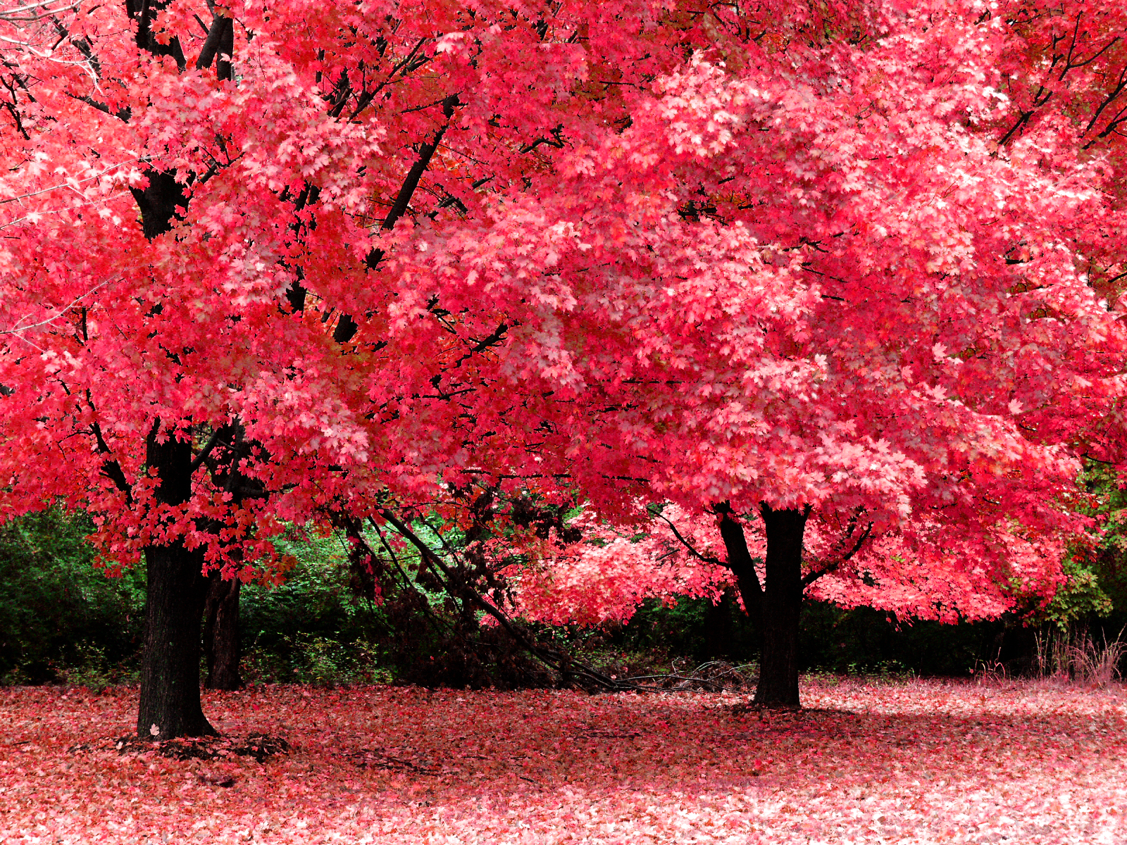 Desktop Wallpapers Fall Background