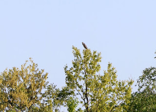 Is this a cuckoo, maybe? Is this a cuckoo, maybe?