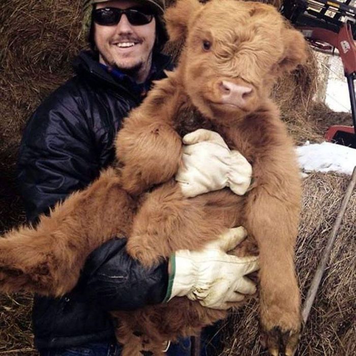 22 Adorable Highland Calves That Made Us Smile Today