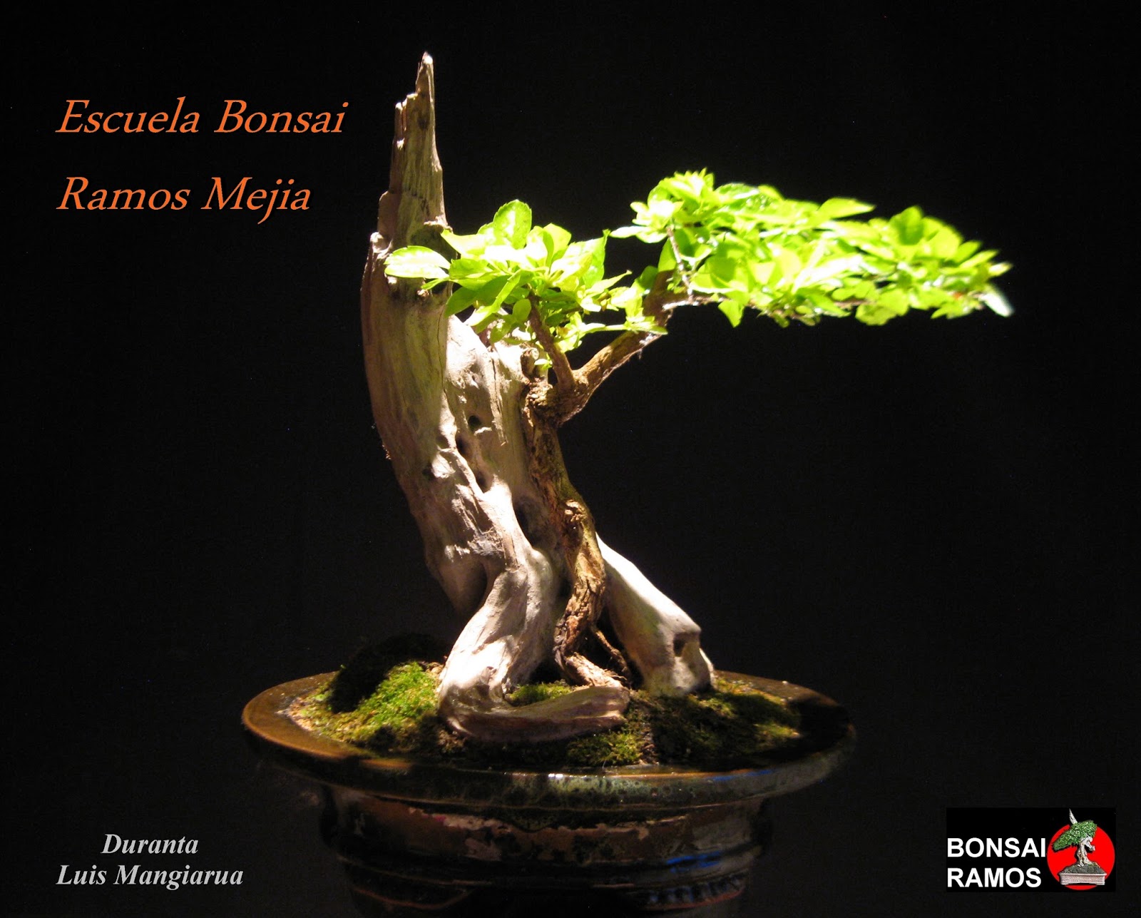 BonsaiBaires Especies Nativas argentinas aptas para bonsai