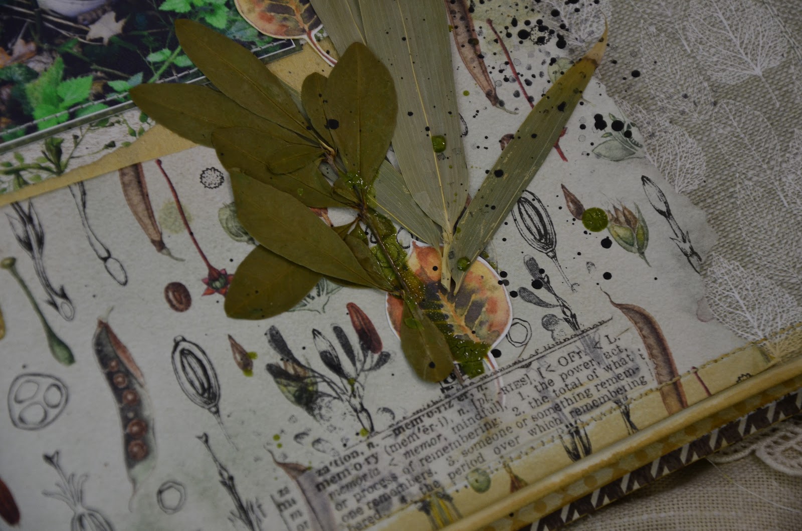 коллекция растений гербарий. Galanthus woronowii гербарий. гербарий чехия передача. красивый гербарий. гербарий собранный.