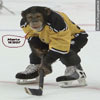 Купание обезьяны хоккей. Обезьяна хоккеист. Обезьяна в хоккейной форме. Обезьяна с хоккейной клюшкой.