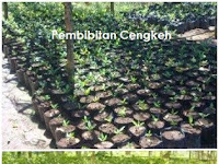 Cara Budidaya Tanaman Cengkeh