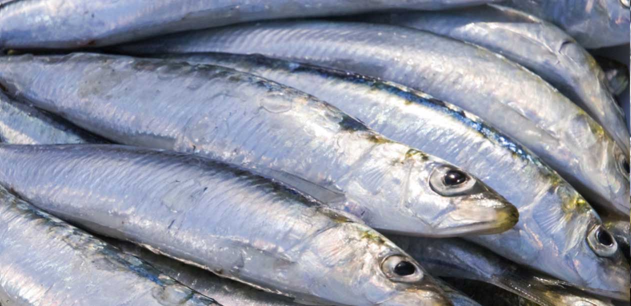 Culinary Physics Top 11 Fish with High Omega 3 Fatty Acids List (WITH