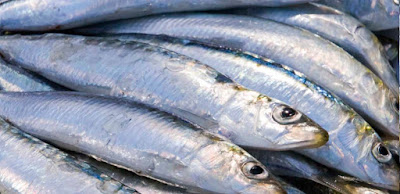 pacific-sardines-fish-with-omega-3-fatty-acids-list-picture