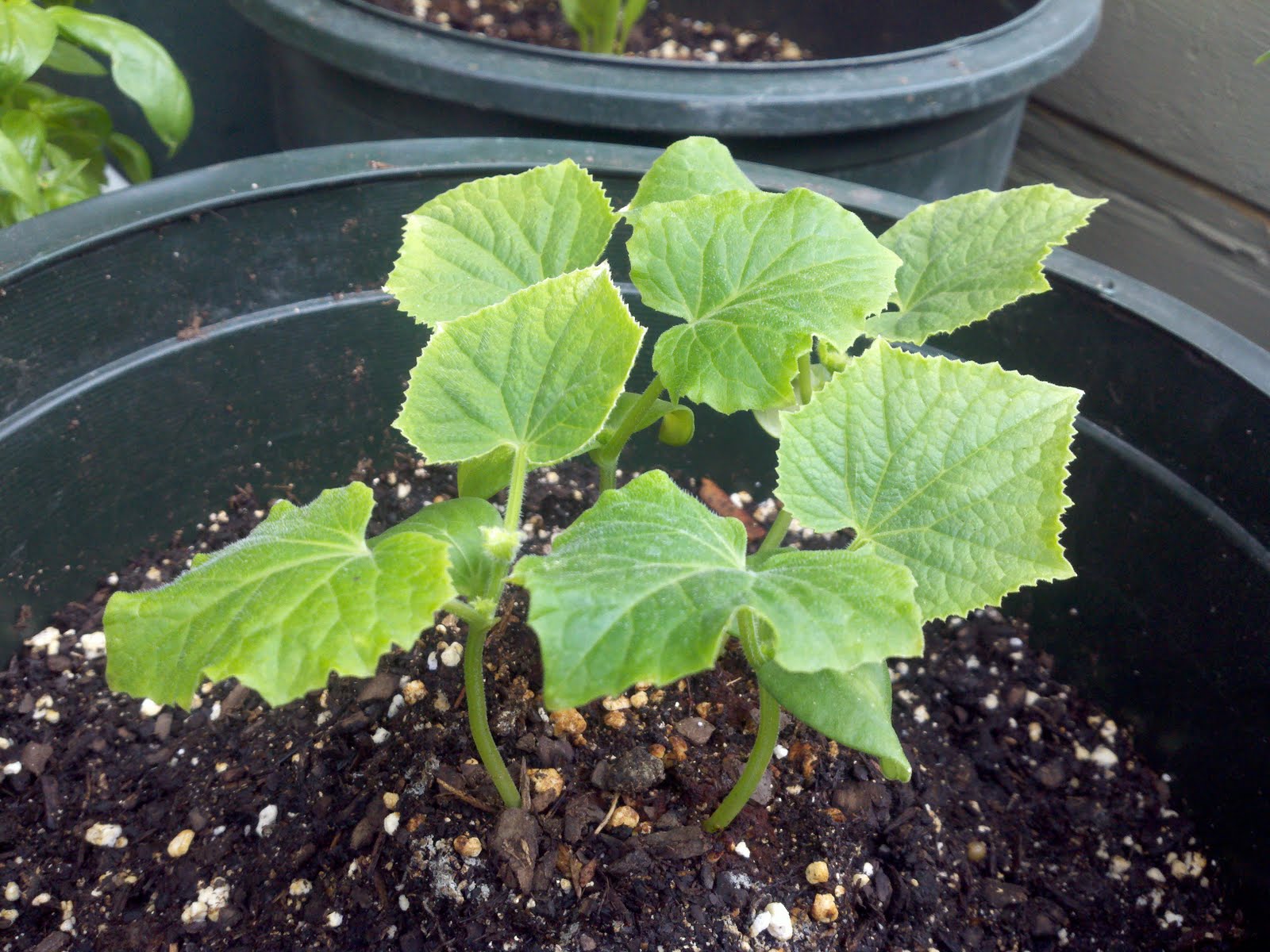 Urban Farmer: Cucumber, Sumter (05/10/2011 - Present)