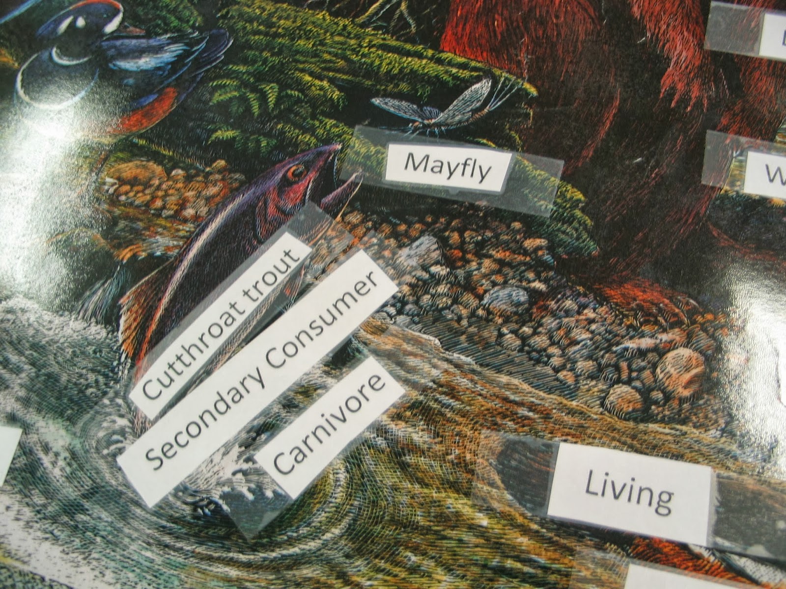 Learning in Place: Ecosystem Posters