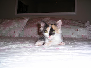 rava designs diy coastal chic bedroom makeover calico kitten