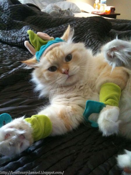 Cat in funny costumes.