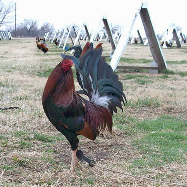 GALLO KELSO COLORADO GALLO KELSO