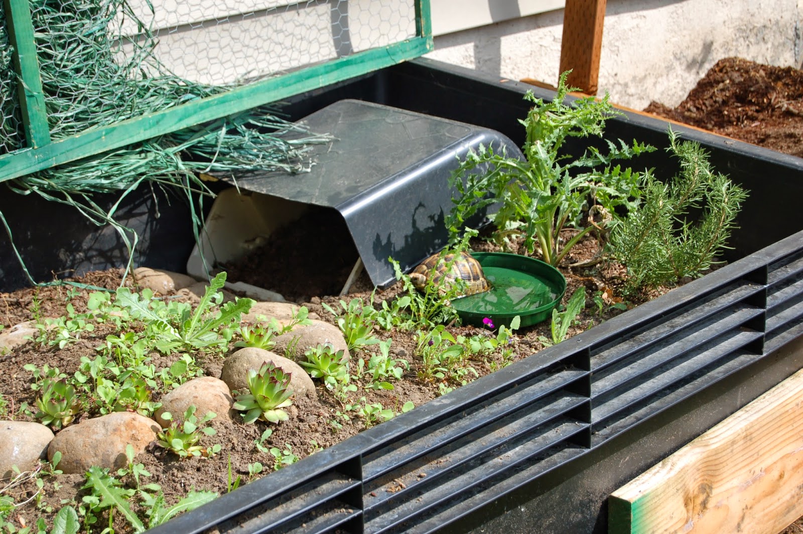 Outdoor Enclosure Basics UK Tortoise Forum