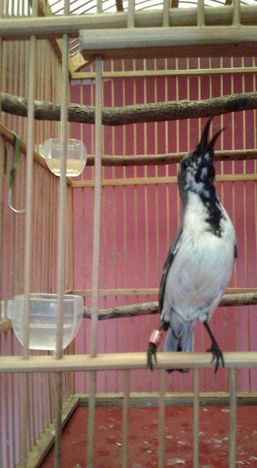 Burung Madu Sriganti