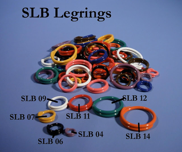 Bird In Everything Bird Tag Identification