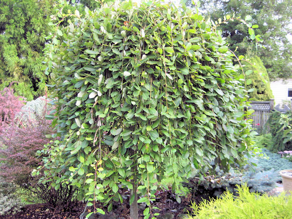 weeping pussy willow tree the weeping pussy willow always presents