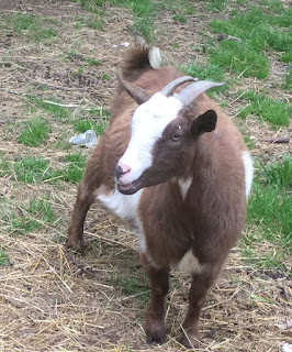 baby goats, birth of a baby goat, pygmy fainting goats, spring on the homestead, 