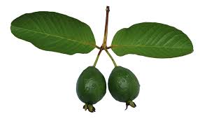 Benefits of Guava Leaves for Health