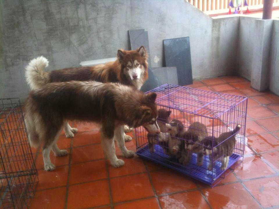 Alaska Phi Hổ và vợ con Alaska Phi Hổ và vợ con