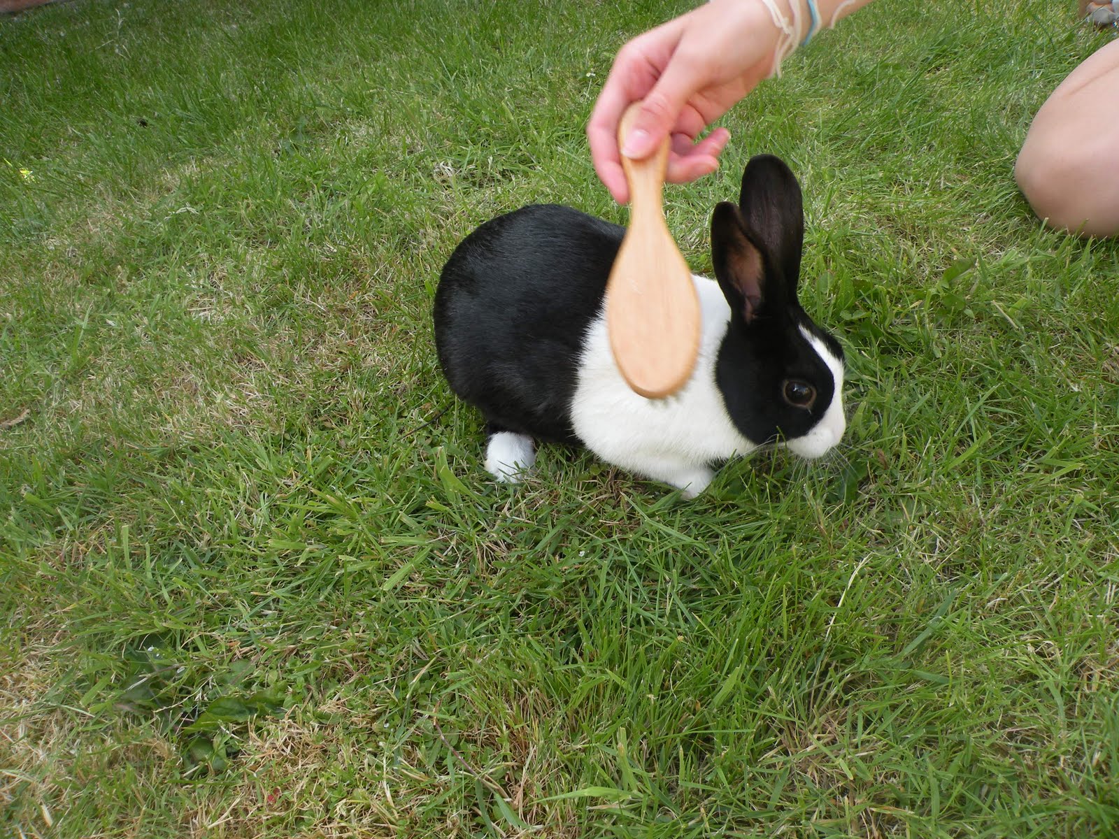 The Rabbits Blog: Grooming your Rabbit