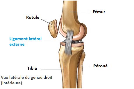 Un ligament Un ligament