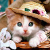 Sevimli,Şapkalı Kedi Fotoğrafı