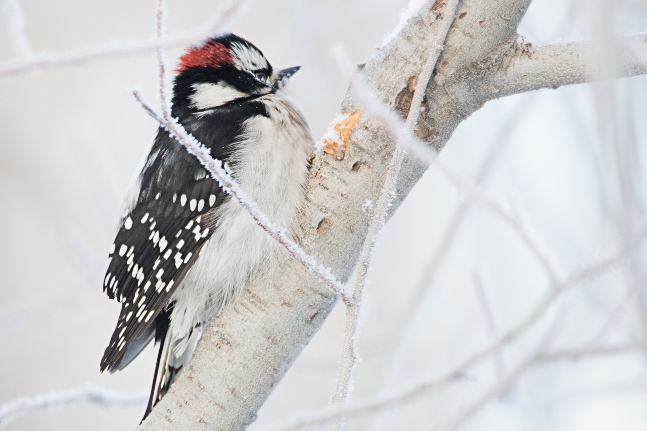 AUTENS DIRECT Science, why don't the woodpecker have a headache?