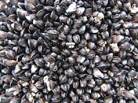 Vongole, Malattie contagiose e cause Vongole, Malattie contagiose e cause