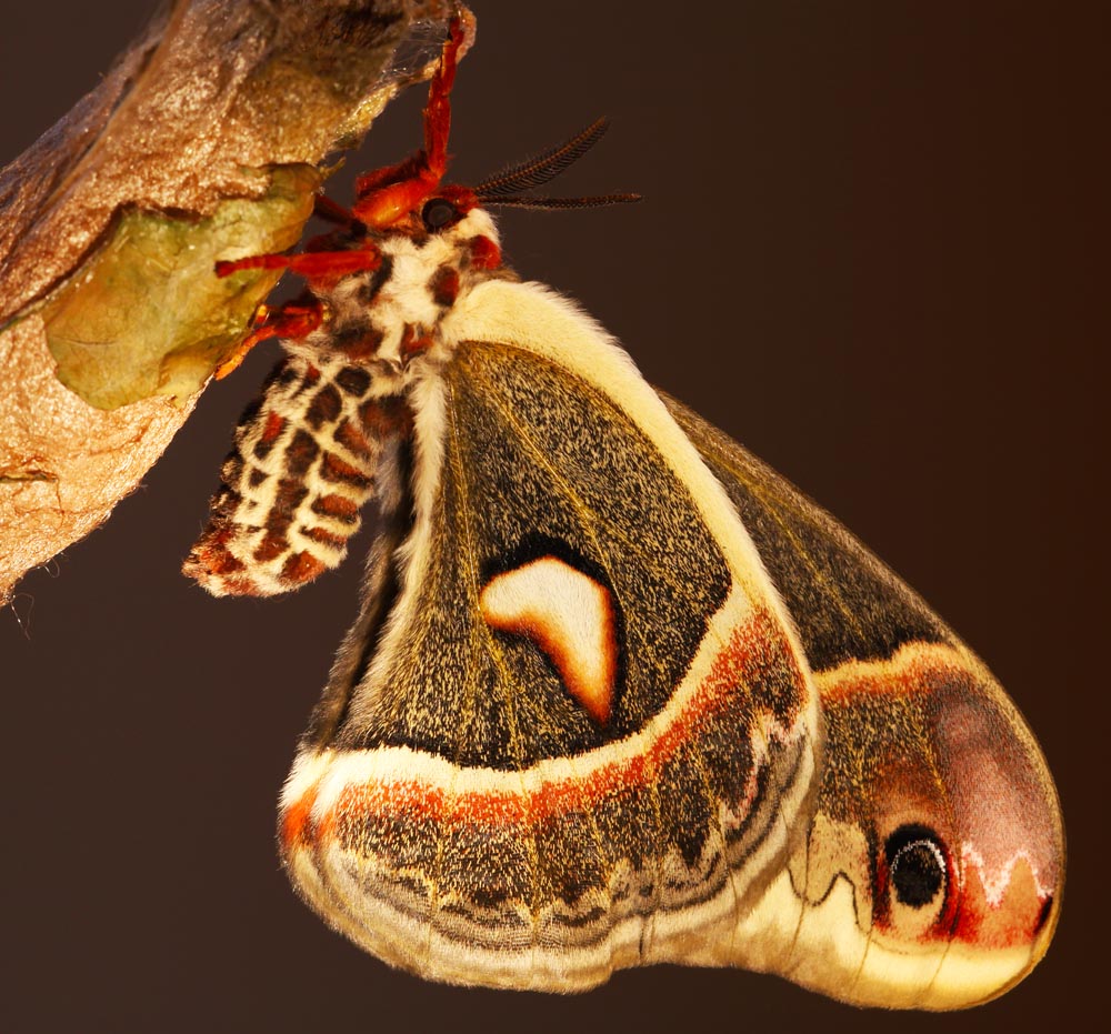 All of Nature: Cecropia Moth Emerges From Cocoon