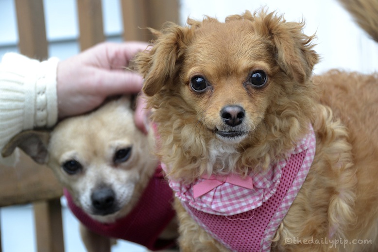 A rescued puppy survivor and her new rescued sister Why you should adopt and rescue puppy mill survivors
