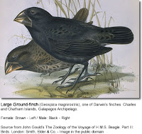 Galapagos Ground Finch Illustration