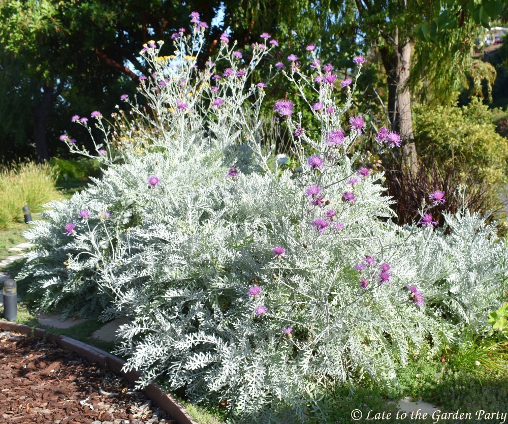 Late to the Garden Party Bloom Day June 2017