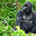 Good News: Thanks To A Successful Conservation Effort, Mountain Gorillas Are No Longer 'Critically Endangered'
