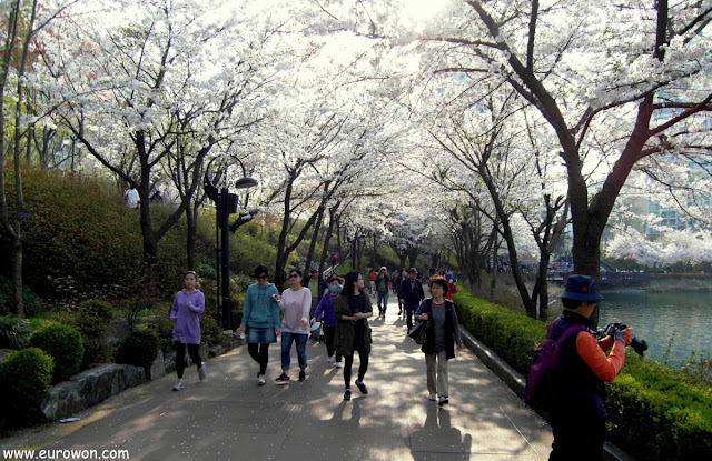 Coreanos paseando bajo las flores de cerezo