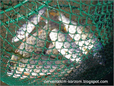 DERVENTSKIM KORZOM: Ukrinski biseri