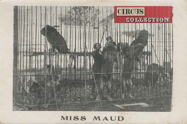 Miss Maud la dompteuse de fauve dans la cage centrale avec ses lions 