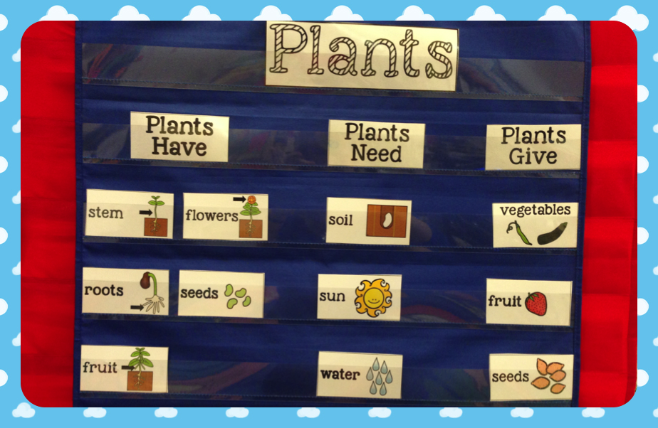 Plants in kindergarten, What they have, need and give